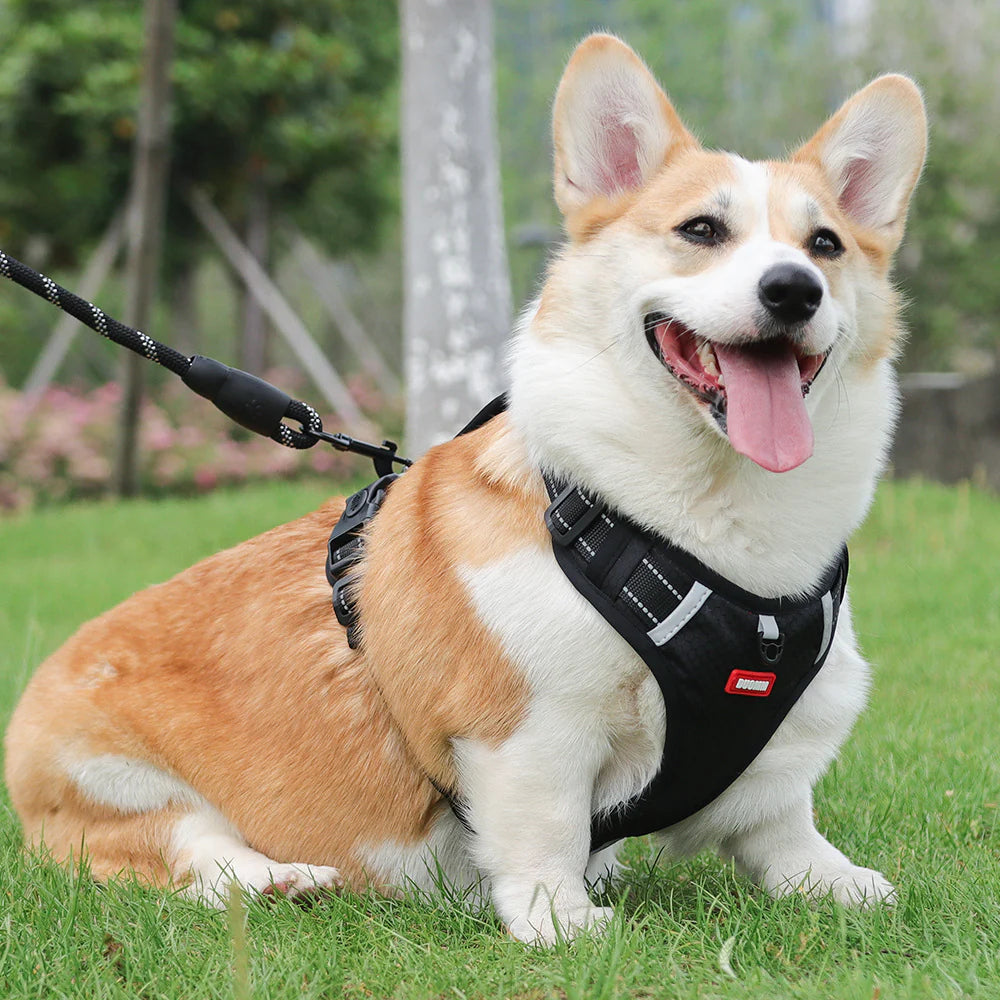 DogSafe™ Correa antitirones para perros