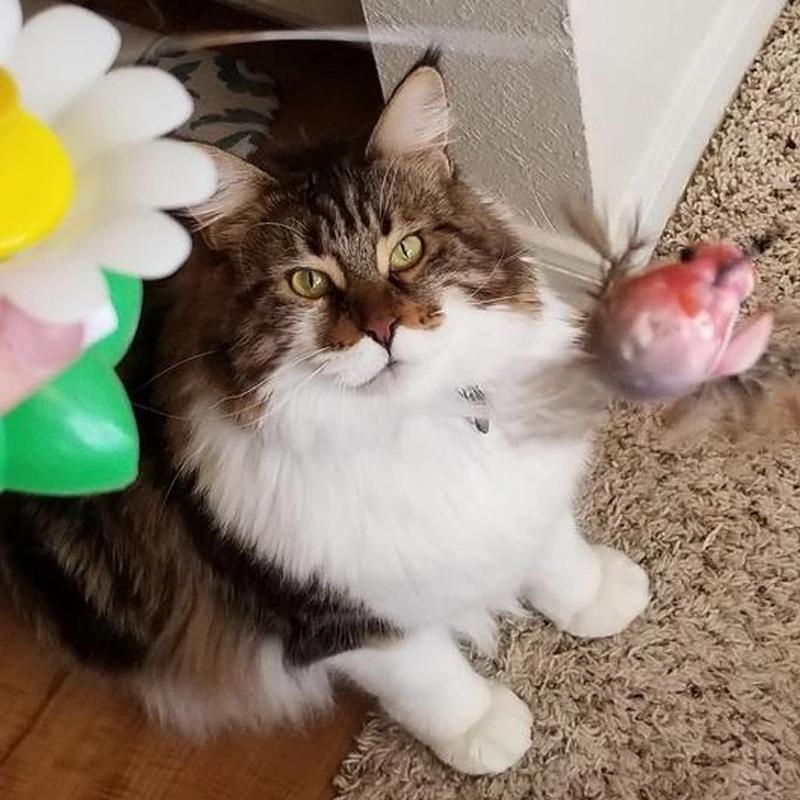 Flutter™ - Juguete interactivo para gatos