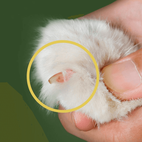 CutKitty™ - Cortador de uñas para gatos