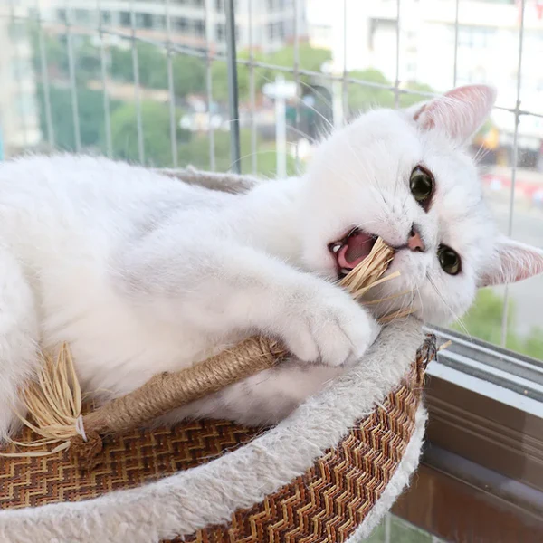 DENTALPET™ - MORDEDOR DENTAL PARA HIGIENE BUCAL