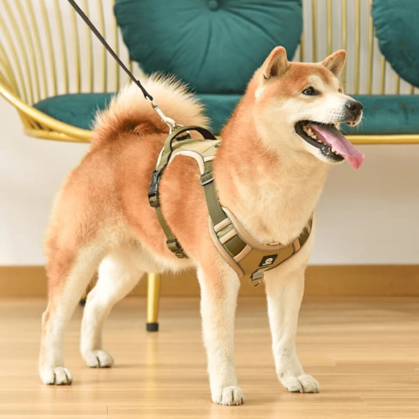 JollyWalk™ - Arnés anti tirones para perros